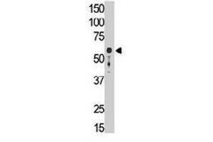 The SIGLEC9 polyclonal antibody  is used in Western blot to detect SIGLEC9 in mouse liver tissue lysate. (SIGLEC9 anticorps  (C-Term))