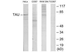 Western blot analysis of extracts from HeLa/COS7/RAW246. (MAPT anticorps  (Ser235))