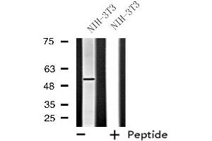 Western blot analysis of extracts from NIH-3T3 cells, using FGFRL1 antibody.