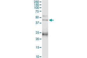 PTAFR MaxPab polyclonal antibody.
