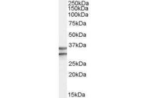 Image no. 1 for anti-G Protein-Coupled Receptor 3 (GPR3) (Internal Region) antibody (ABIN375204) (GPR3 anticorps  (Internal Region))