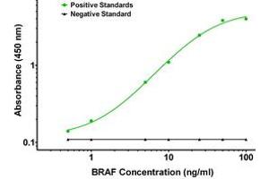 ELISA image for anti-B-Raf proto-oncogene, serine/threonine kinase (BRAF) antibody (ABIN2715099) (BRAF anticorps)