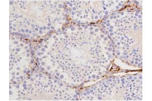 ABIN6267358 at 1/200 staining Mouse testis tissue sections by IHC-P. (MAPT anticorps  (pThr212))
