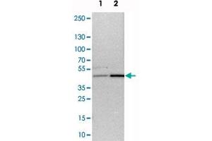 Western blot analysis of cell lysates with WDR53 polyclonal antibody  at 1:250-1:500 dilution. (WDR53 anticorps)