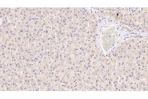 Detection of ENDOG in Human Liver Tissue using Polyclonal Antibody to Endonuclease G, Mitochondrial (ENDOG) (Endonuclease G anticorps  (AA 16-290))