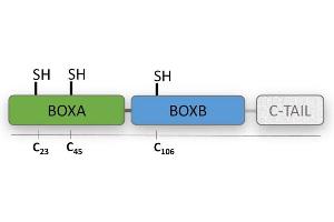 BoxAB (Tailless-HMGB1) is a recombinant fragment of HMGB1 including both DNA-binding domains, BoxA and BoxB, lacking the acidic C-terminal tail.