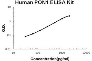 Human PON1 PicoKine ELISA Kit standard curve