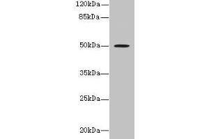 Western blot All lanes: RUNDC3A antibody at 1.