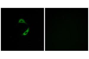 Immunofluorescence analysis of A549 cells, using OR10G9 antibody. (OR10G9 anticorps  (C-Term))