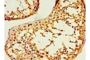 Immunohistochemistry of paraffin-embedded human testis tissue using ABIN7150881 at dilution of 1:100
