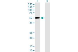 Western Blot analysis of UIMC1 expression in transfected 293T cell line by UIMC1 MaxPab polyclonal antibody. (UIMC1 anticorps  (AA 1-385))
