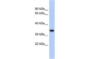CREG2 antibody used at 1 ug/ml to detect target protein. (CREG2 anticorps  (N-Term))