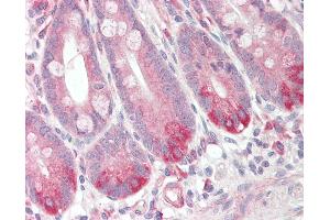 Anti-GPR160 antibody IHC staining of human small intestine. (GPR160 anticorps  (Internal Region))