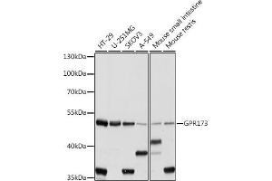 Western blot analysis of extracts of various cell lines, using GPR173 antibody (ABIN7267300) at 1:1000 dilution. (GPR173 anticorps  (AA 160-230))