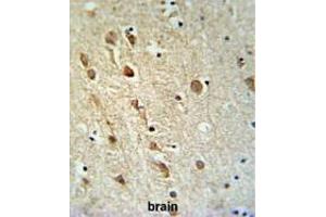 ZRANB1 Antibody (C-term) IHC analysis in formalin fixed and paraffin embedded brain tissue followed by peroxidase conjugation of the secondary antibody and DAB staining. (ZRANB1 anticorps  (C-Term))