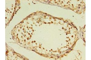 Immunohistochemistry of paraffin-embedded human testis tissue using ABIN7153293 at dilution of 1:100