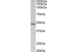 ABIN870679 (1µg/ml) staining of Daudi lysate (35µg protein in RIPA buffer).