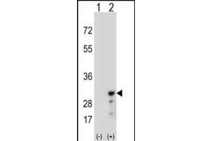 Western blot analysis of PRDX3 (arrow) using rabbit polyclonal PRDX3 Antibody (N-term) (ABIN389470 and ABIN2839534). (Peroxiredoxin 3 anticorps  (N-Term))