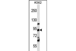 UBTF Antibody (C-term) (ABIN656478 and ABIN2845758) western blot analysis in K562 cell line lysates (35 μg/lane). (UBTF anticorps  (C-Term))