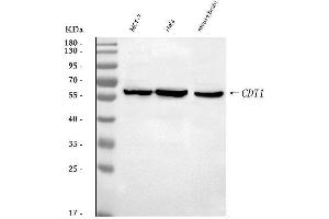 Western blot analysis of DUP/CDT1 using anti-DUP/CDT1 antibody (ABIN7600413).