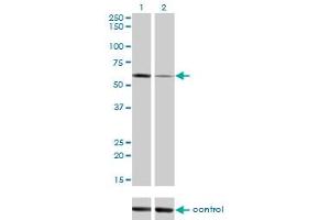Western blot analysis of ALPPL2 over-expressed 293 cell line, cotransfected with ALPPL2 Validated Chimera RNAi (Lane 2) or non-transfected control (Lane 1). (ALPPL2 anticorps  (AA 365-454))