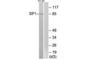 Western Blotting (WB) image for anti-Sp1 Transcription Factor (SP1) (AA 706-755) antibody (ABIN2889065) (SP1 anticorps  (AA 706-755))