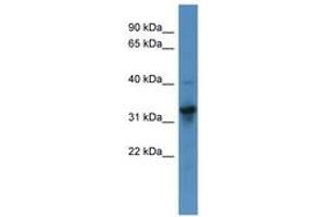 Image no. 1 for anti-T Brachyury Protein (N-Term) antibody (ABIN6746059) (T Brachyury Protein (N-Term) anticorps)