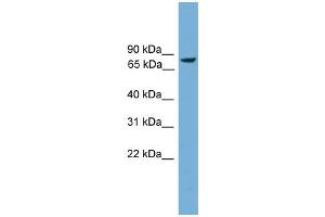 WB Suggested Anti-Ahrr Antibody Titration:  0. (AHRR anticorps  (Middle Region))