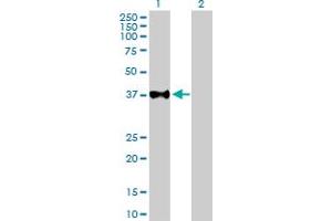 Western Blot analysis of USF2 expression in transfected 293T cell line by USF2 MaxPab polyclonal antibody. (USF2 anticorps  (AA 1-346))