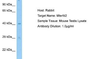 Host: RabbitTarget Name: Mterfd2Antibody Dilution: 1. (MTERFD2 anticorps  (C-Term))