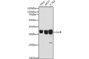 Western blot analysis of extracts of various cell lines, using JunB antibody (ABIN7268049) at 1:500 dilution.