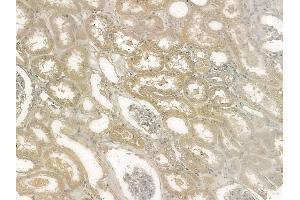 ABIN6255413 and ABIN6267124 at 1/100 staining human normal kidney tissue by IHC-P. (LIPE anticorps  (pSer563, pSer853))