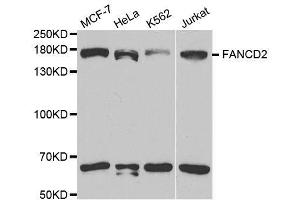 Western blot analysis of extracts of various cell lines, using FANCD2 antibody. (FANCD2 anticorps  (AA 1-230))