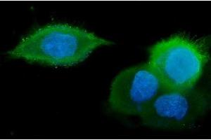 IF analysis of GM130 using anti-GM130 antibody (ABIN6719432). (Golgin A2 (GOLGA2) (AA 796-913) anticorps)