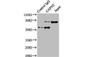 Immunoprecipitating CAPN2 in Hela whole cell lysate Lane 1: Rabbit control IgG instead of ABIN7146540 in Hela whole cell lysate. (Calpain 2 anticorps  (Catalytic Subunit))