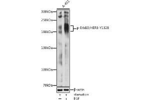 Western blot analysis of extracts of A-431 cells, using Phospho-ErbB3/HER3-Y1328 antibody (ABIN3020003, ABIN3020004, ABIN3020005 and ABIN7101868) at 1:2000 dilution. (ERBB3 anticorps  (pTyr1328))
