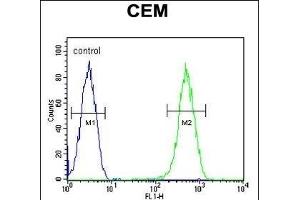CRCT1 Antibody (N-term) (ABIN653986 and ABIN2843928) flow cytometric analysis of CEM cells (right histogram) compared to a negative control cell (left histogram). (CRCT1 anticorps  (N-Term))