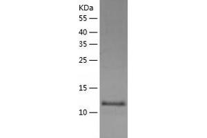 Western Blotting (WB) image for Fatty Acid Binding Protein 12 (FABP12) (AA 1-140) protein (His-IF2DI Tag) (ABIN7122891)