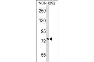 Western blot analysis in NCI-H292 cell line lysates (35ug/lane). (NOLC1 anticorps  (N-Term))