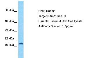 Host: Rabbit Target Name: RIIAD1 Sample Tissue: Human Jurkat Whole Cell Antibody Dilution: 1ug/ml (RIIAD1 anticorps  (N-Term))