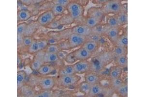IHC-P analysis of Mouse Tissue, with DAB staining. (PIGR anticorps  (AA 135-237))