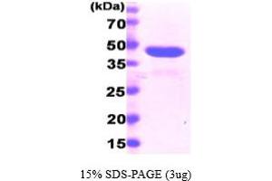 SDS-PAGE (SDS) image for Peptidylprolyl Isomerase D (PPID) (AA 1-370) protein (His tag) (ABIN667706) (PPID Protein (AA 1-370) (His tag))