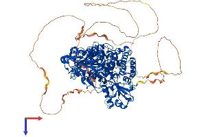 AlphaFold protein structure predicition of Human Recombinant SEC24D Protein, UniprotID O94855