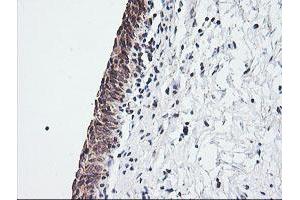 Image no. 2 for anti-Mitochondrial Ribosomal Protein S34 (MRPS34) antibody (ABIN1499566) (MRPS34 anticorps)