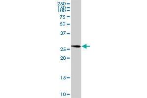 ENOPH1 MaxPab rabbit polyclonal antibody.