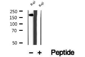 Western blot analysis of extracts of Raji cells, using KIDINS220 antibody. (KIDINS220 anticorps  (Internal Region))