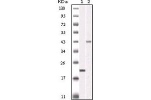 Western Blotting (WB) image for anti-Aurora Kinase B (AURKB) (truncated) antibody (ABIN2464014) (Aurora Kinase B anticorps  (truncated))