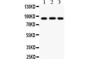 Anti- CUL1antibody, Western blotting All lanes: Anti CUL1  at 0. (Cullin 1 anticorps  (N-Term))