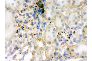 IHC analysis of Flotillin 2 using anti-Flotillin 2 antibody .