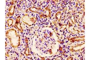 IHC image of ABIN7166993 diluted at 1:300 and staining in paraffin-embedded human kidney tissue performed on a Leica BondTM system.